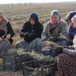 TÜRAM'DA LAVANTA ALIMLARI BAŞLADI silivri türam lavanta