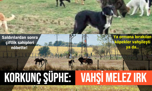 silivri vahşi köpekler