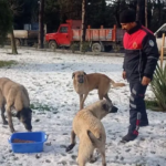 KIRSALDAKİ SOKAK HAYVANLARINA BESLEME YAPILDI silivri sokak hayvanı besleme