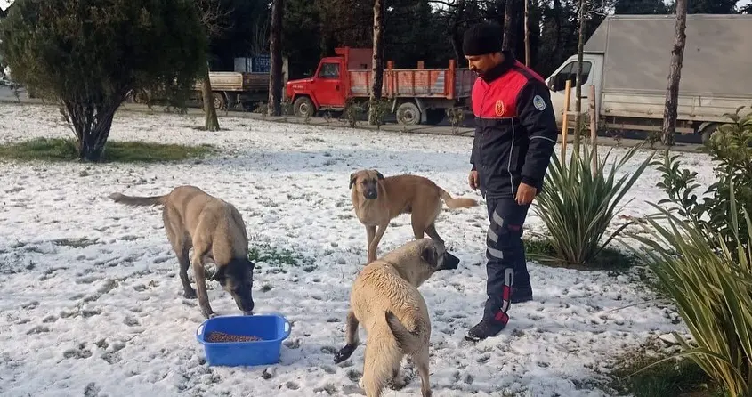 silivri sokak hayvanı besleme