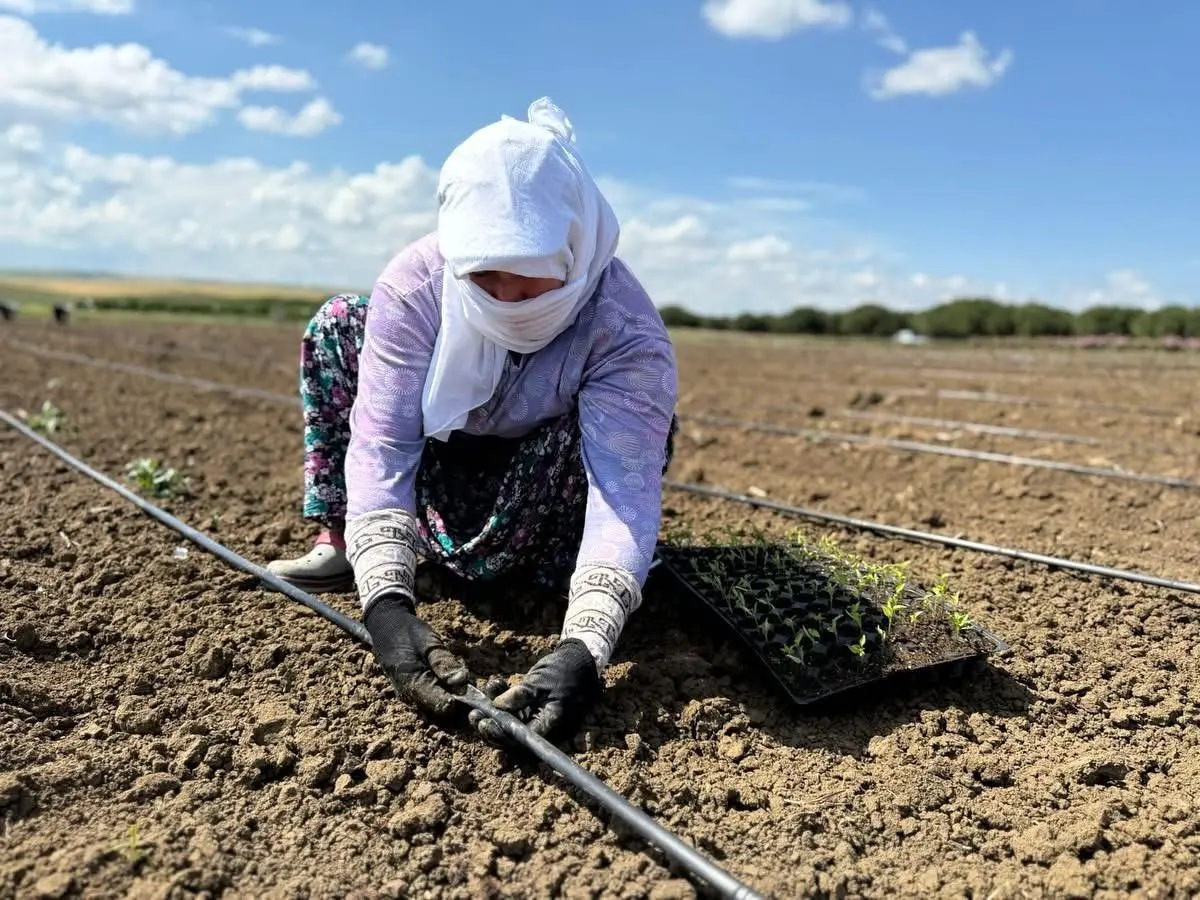 SİLİVRİ'DE TARIMSAL ÜRETİM HIZ KESMİYOR Silivri TÜRAM