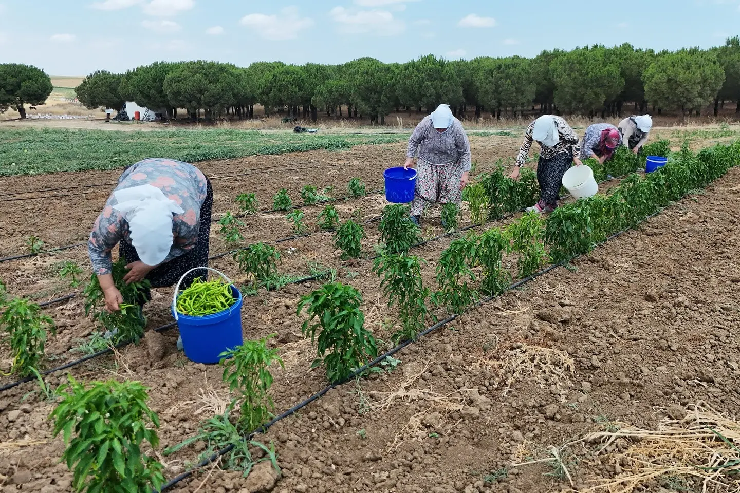 silivri sebze hasadı