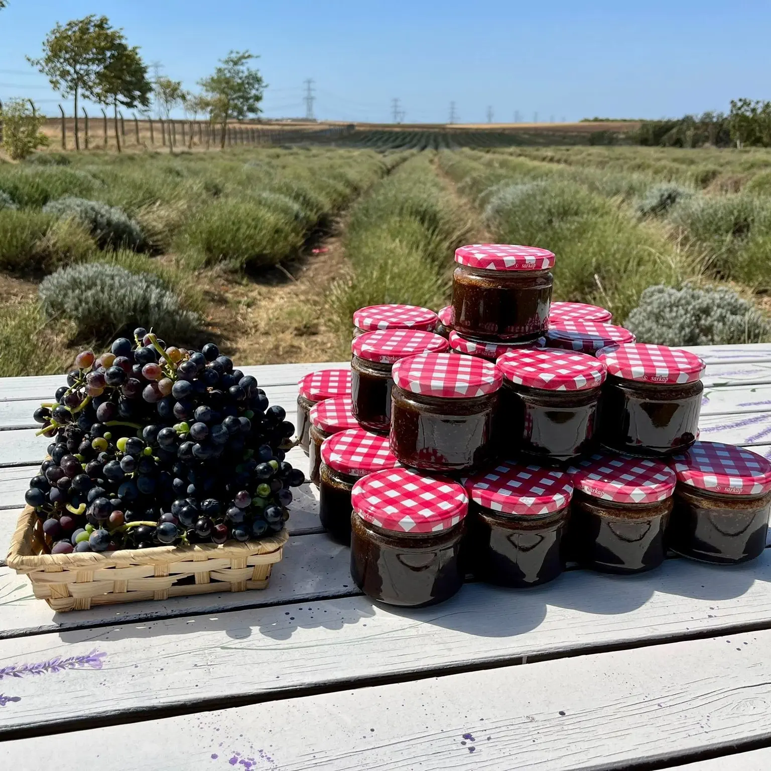 SİLİVRİ'DE ÜZÜM HASADI silivri üzümü