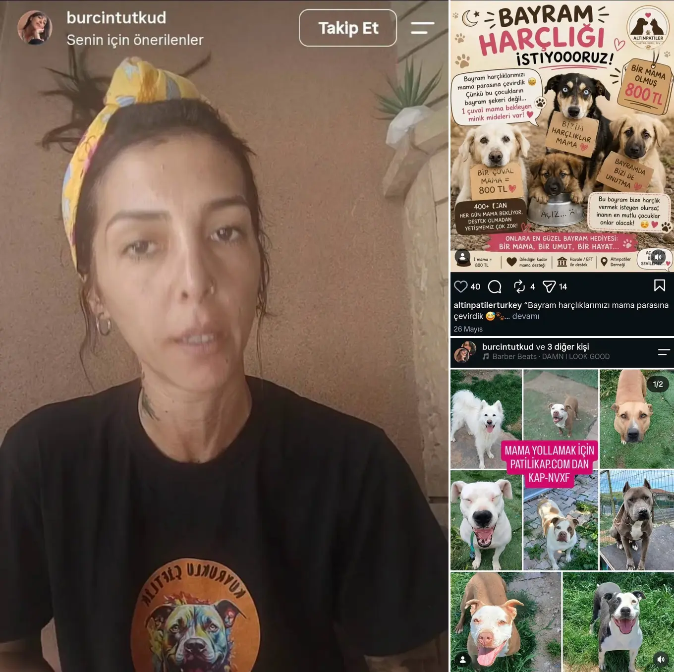 YASAK IRKLARI BAŞKA TÜR KÖPEKLER OLARAK KAYDETMİŞLER. silivri pitbull yasak ırk